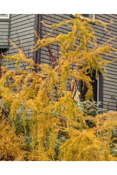 Модрина Horstmann Recurved - золотисто-жовта хвоя восени